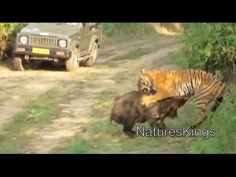wild - Watch as this young female tiger attacks a wild boar in an intense battle at Jim Corbett National Park, India. The boar narrowly escapes.