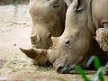 Singapore Zoo (personal advert)