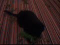 My Cats
