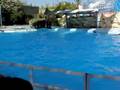 Pokaz delfinów w  Sharm El Sheikh SUPER cz.9