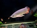 2008.10.11 tongyan update with discus