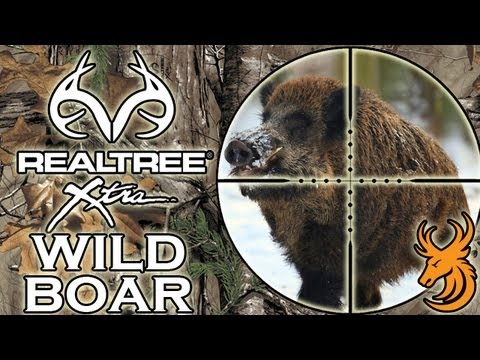 Driven Wild Boar Hunt - Czech Republic