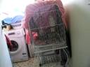 Snowy tried hard for more attention, was rude when his demand went unheeded!