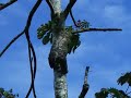 Three-toed Sloth in Limón, Costa Rica