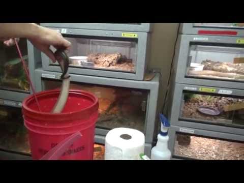 YouTube reptile video