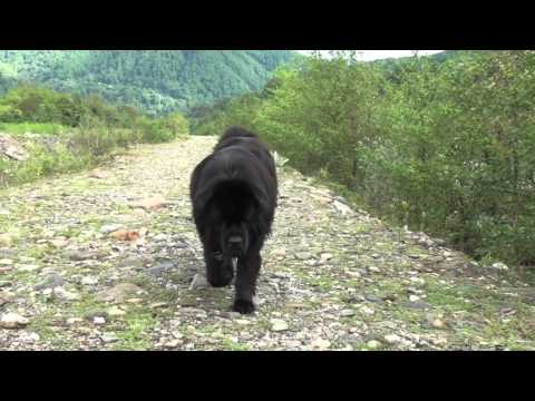 YouTube Трейлер