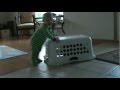 Cat VS Kid