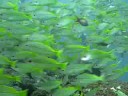 Scuba diving in Watamu, Kenya