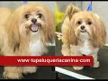 Centro Peluquero Canino