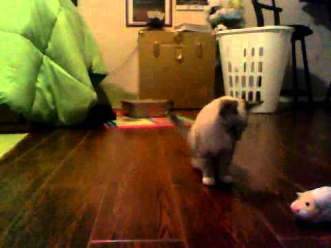 how to turn off a zhu zhu pet