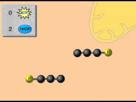 chain reaction cycles