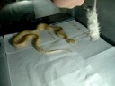 male albino tiger retic vs. rat