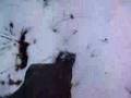 Le bruit des pas dans la neige...