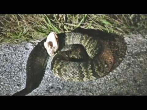 Florida Cottonmouth (Water Moccasin)