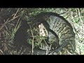 Florida Cottonmouth