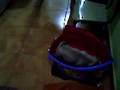 Pug video