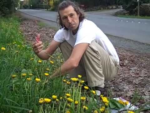 how to harvest dandelion