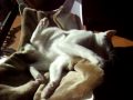 ハンモックで遊ぶ猫