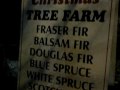 Santa's Christmas Tree Farm-Bronte, West Oakville