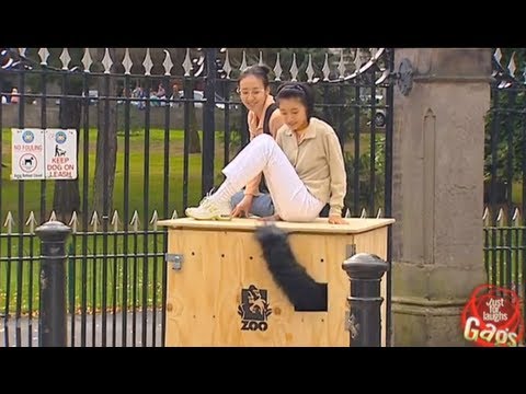 Gorilla Box Prank