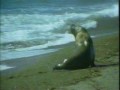 Ecology Video:  Hunting Killer Whales