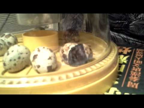 how to break quail eggs