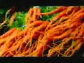 Caos no Clima | Plante Arvores Caos no Clima | Plante Arvores