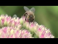 Click to View : Серия Purify итальянского бренда Kaaral