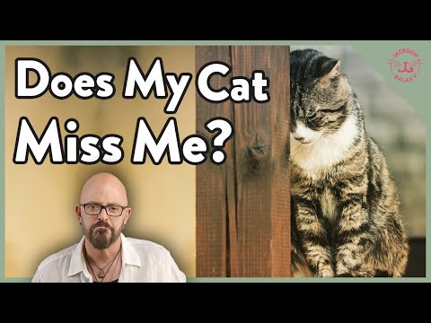 Do Cats Miss Us When We Leave the House? - YouTube