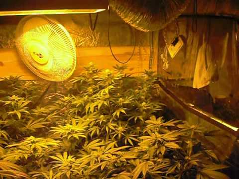 how to vent grow tent