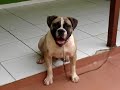 Buldogue / Bulldog Campeiro Buldogue / Bulldog Campeiro