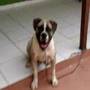 Buldogue / Bulldog Campeiro
