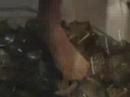 nova-919-vodcast-walk-on-broken-glass.html