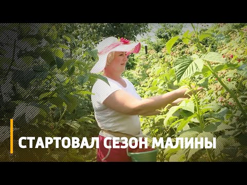 Стартовал сезон малины на Гомельщине видео
