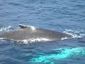 Whale Watching in Newfoundland