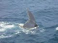 Whale Watching in Newfoundland1