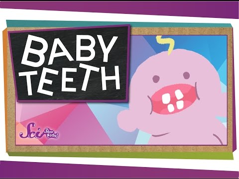 Unit 22-Why Do We have Baby Teeth? Thumbnail
