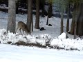 Katt blir jagad av R�djur