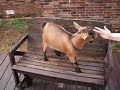 Pygmy Goat Happy Dance