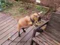 Pygmy Goat Happy Dance