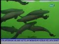 Galeri Aqua - Big Fish (1/3)