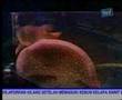 Galeri Aqua - Big Fish (1/3)