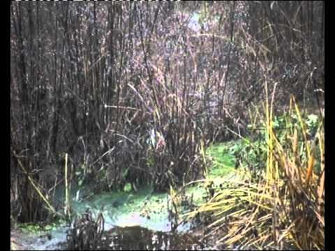 Ver video