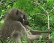 Don,t give up,Monkey Business in Krugerpark 