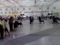 Dobies @ Perry - Black Open Dogs