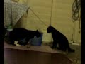 Kucing bergaduh di Ijok Kucing bergaduh di Ijok