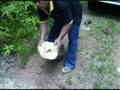 Sustainable Agriculture Agarwood Gaharu