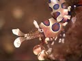 killer harlequin shrimp killer shrimp harlekijn shrimp killer harlequin shrimp killer shrimp harlekijn shrimp