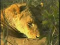Lionesses and Cubs Pt.2 07-10-07 3.52 pm CAT Lionesses and Cubs Pt.2 07-10-07 3.52 pm CAT