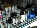 Our tiny babies are growing up and line up to watch the other kitties play in the office